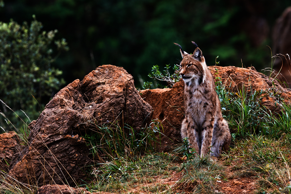 fauna-1