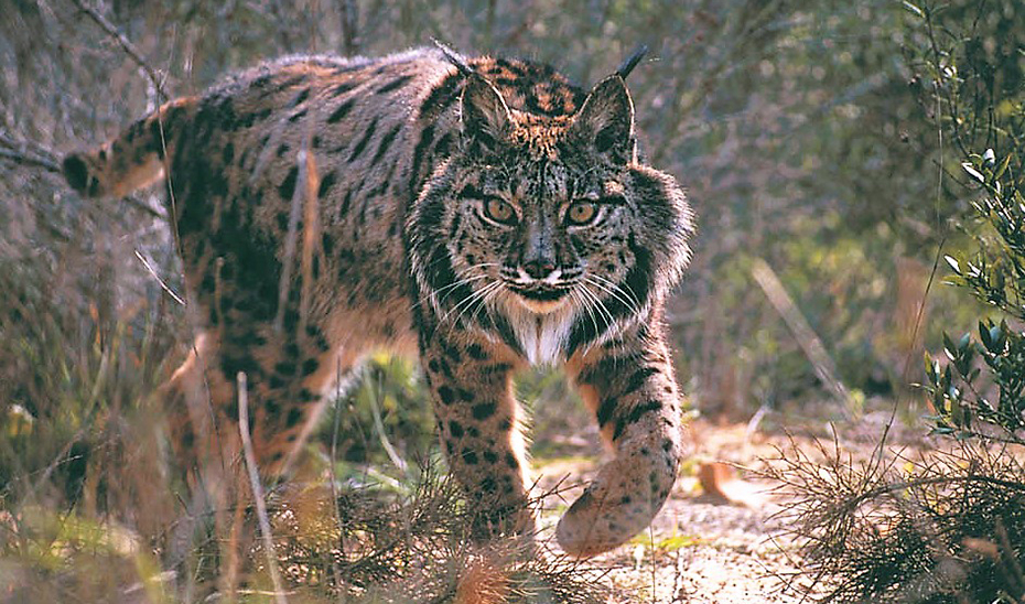 fauna-3